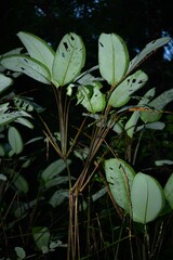 Ischnosiphon obliquus