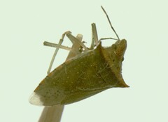 Arvelius albopunctatus