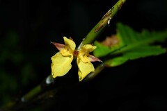 Ischnosiphon obliquus