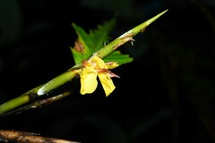 Ischnosiphon obliquus