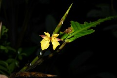 Ischnosiphon obliquus