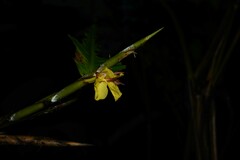 Ischnosiphon obliquus