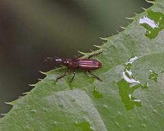 Brentinae