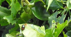 Cacoscelis nigripennis