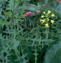 Sisymbrium loeselii