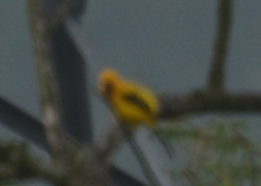 Icterus nigrogularis