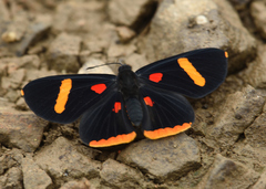 Melanis electron