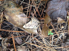 Microhyla okinavensis