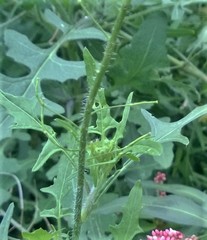 Sisymbrium loeselii