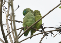 Forpus conspicillatus