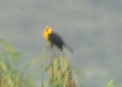 Gymnomystax mexicanus