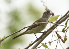 Elaenia flavogaster