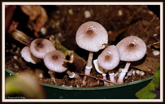 Leucocoprinus ianthinus