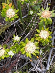 Phylica dioica