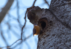 Sitta europaea caucasica