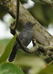 Thamnophilus multistriatus