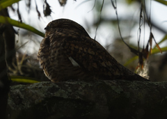 Chordeiles acutipennis