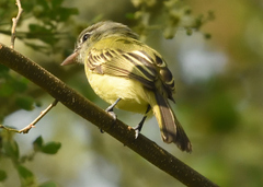Tolmomyias sulphurescens