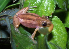 Afrixalus quadrivittatus