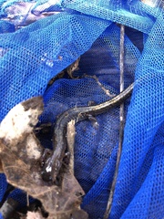 Plethodon dorsalis