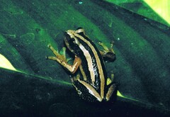 Afrixalus quadrivittatus