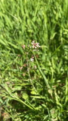 Capsella bursa-pastoris