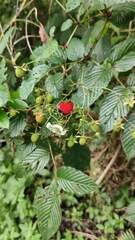 Rubus rosifolius