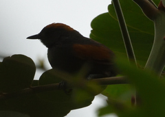 Synallaxis brachyura