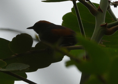 Synallaxis brachyura