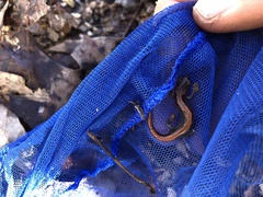 Plethodon dorsalis