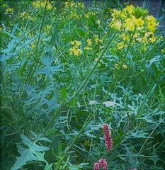 Sisymbrium loeselii