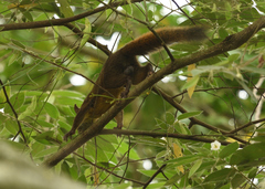Sciurus granatensis