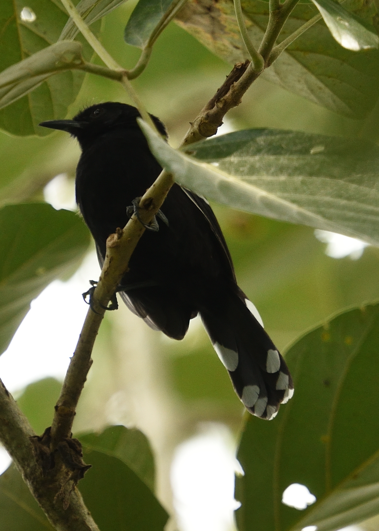 Jet Antbird illustration