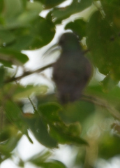 Anthracothorax nigricollis