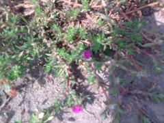 Portulaca grandiflora
