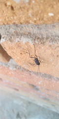 Evania appendigaster