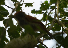 Thamnophilus multistriatus