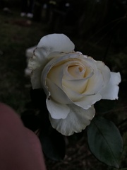 Rosa