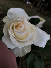Rosa