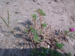 Portulaca grandiflora