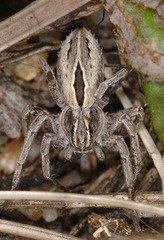 Thanatus arenarius