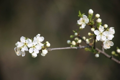 Prunus fruticosa