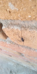 Evania appendigaster