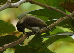 Picumnus granadensis