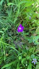 Calandrinia menziesii