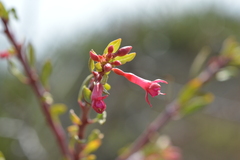 Fuchsia lycioides