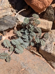 Dalea mollissima