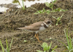 Charadrius collaris
