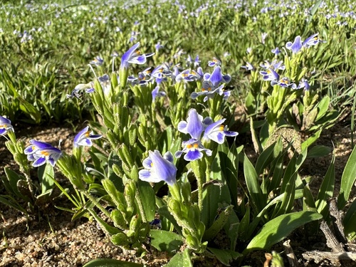 Craterostigma plantagineum image