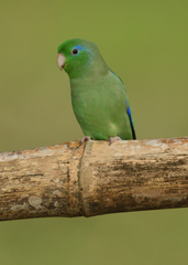 Forpus conspicillatus